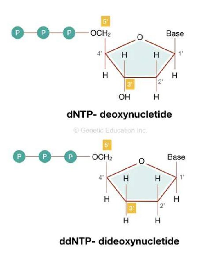 What is dNTP?