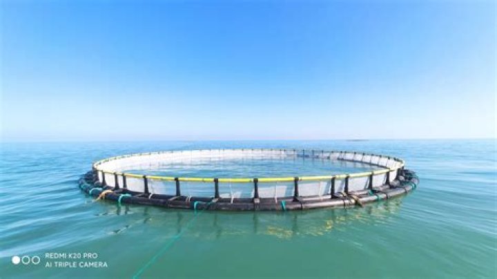 What is floating cage culture?