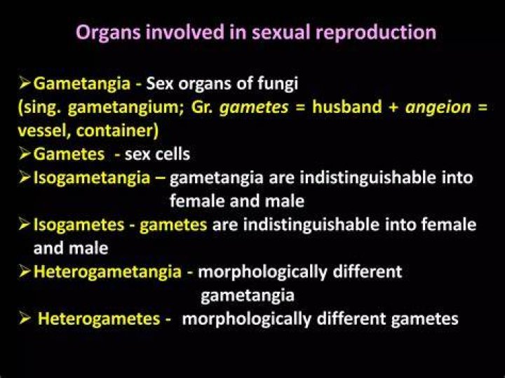 What is gametangia in fungi?
