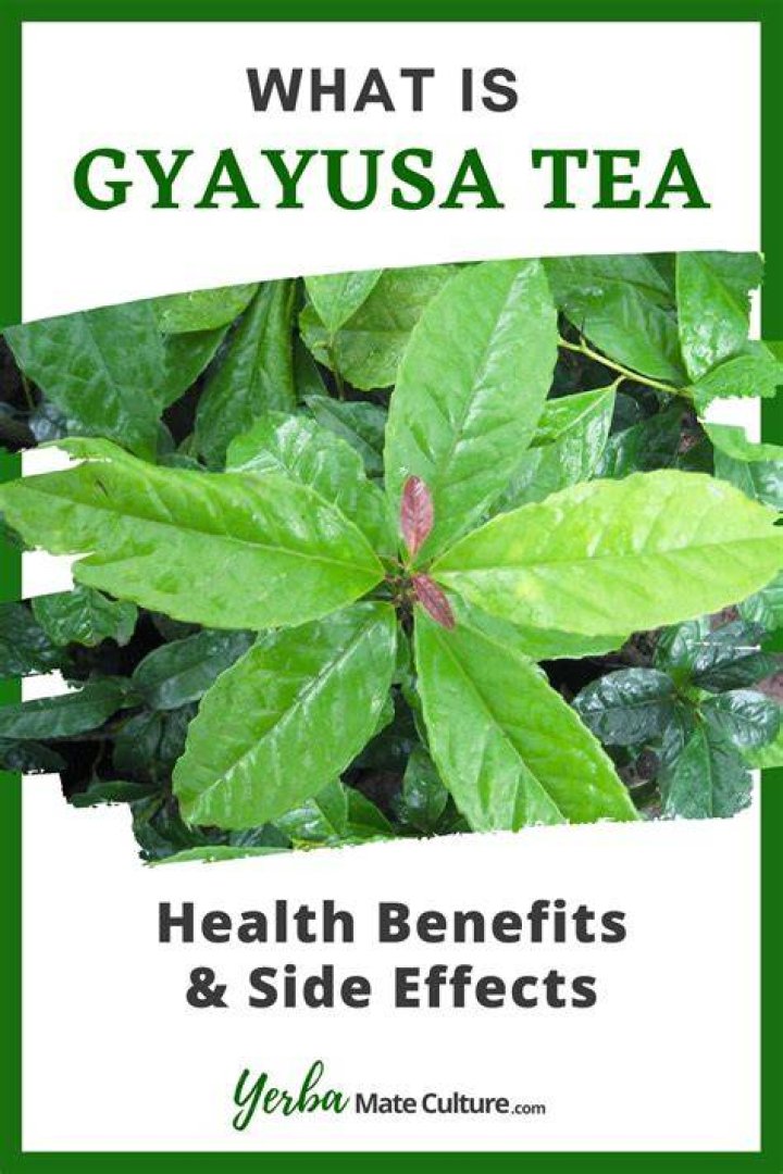What is Guayusa tea good for?