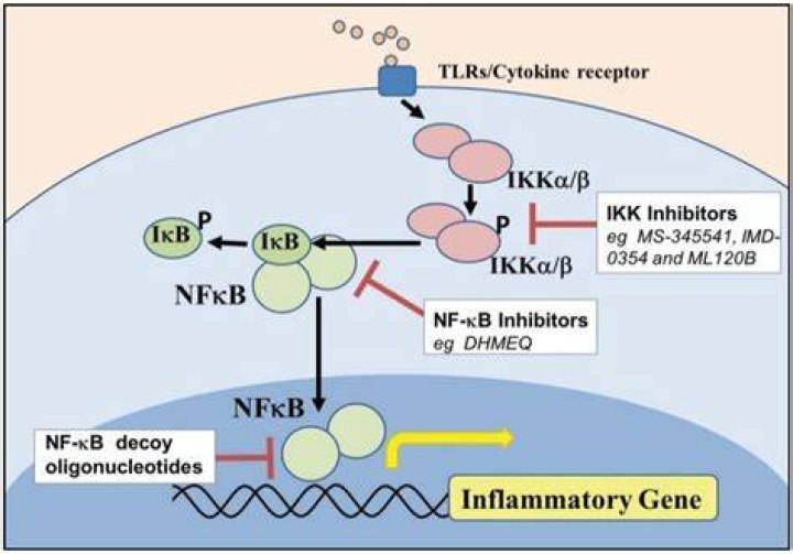 What is IKK in NFKB pathway?