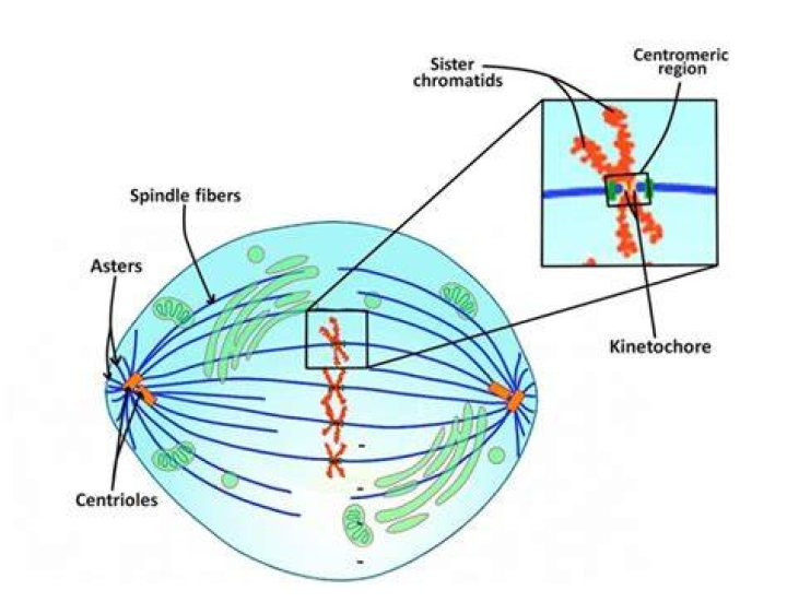 What is mitotic kinesin?