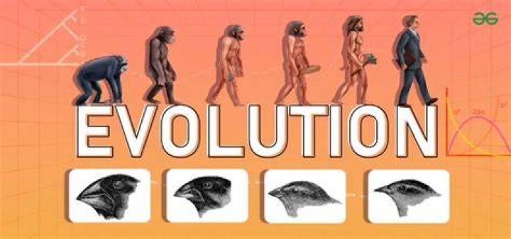What is parallel evolution theory?