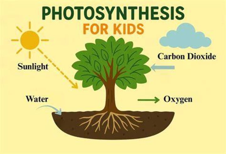 What is photosynthesis for kids short answer?