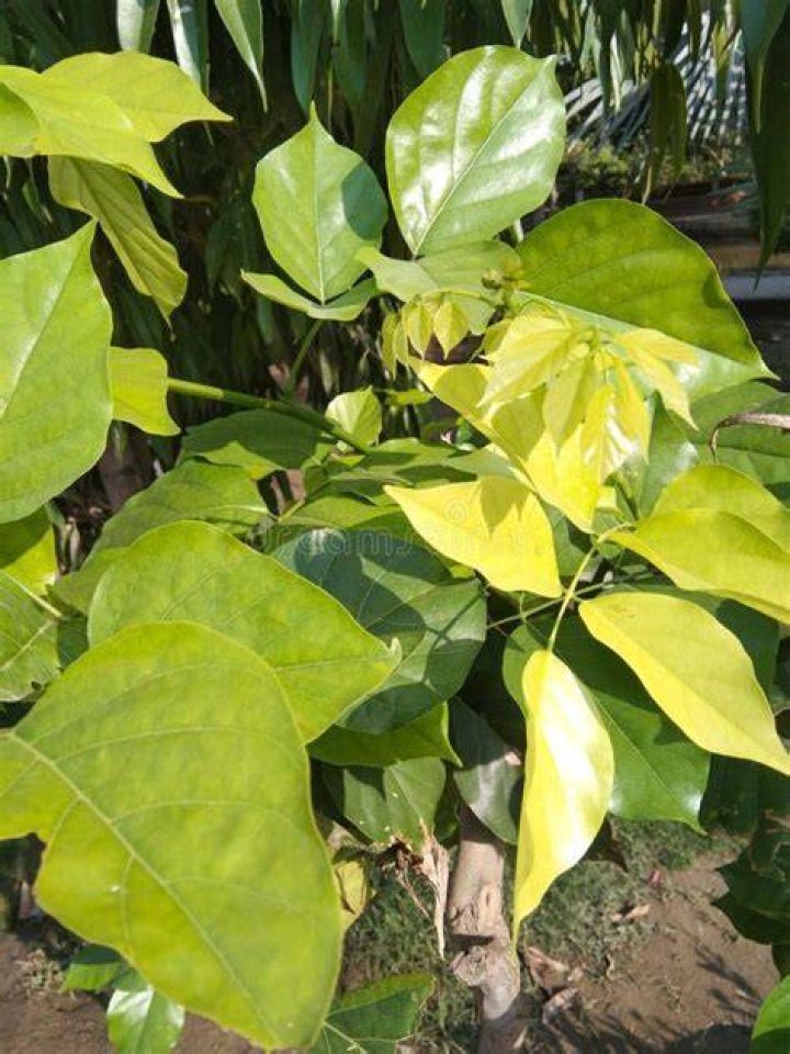 What is Pongamia pinnata leaves?