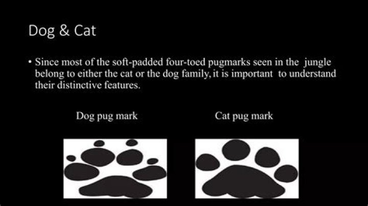 What is Pugmarks?