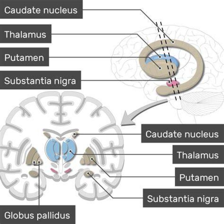 What is substantia nigra compacta?