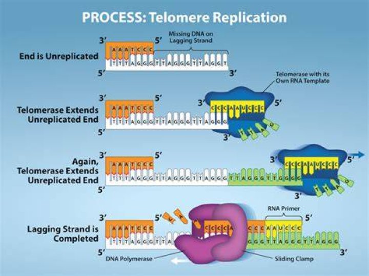 What is telomeric sequence?