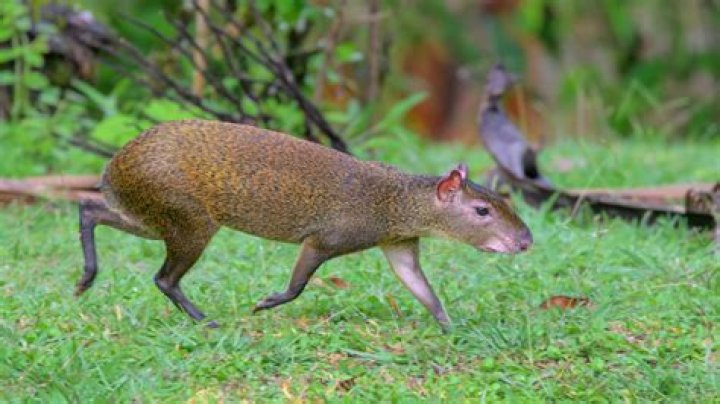 What is the agouti known for?