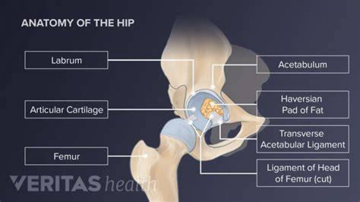 What is the anatomy of the hip joint?