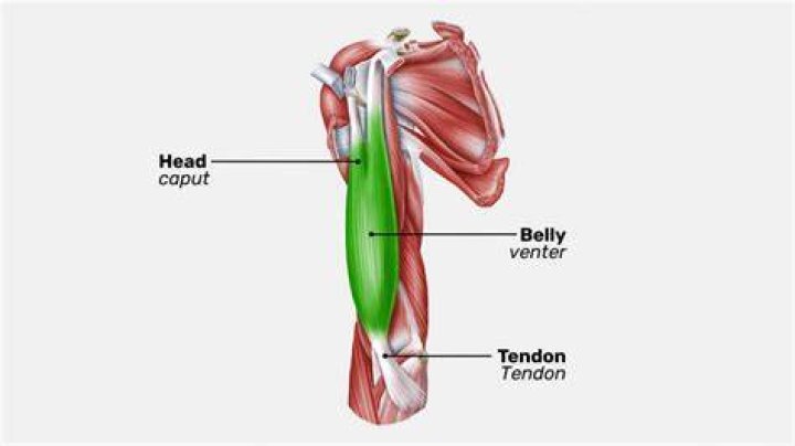 What is the belly of a muscle?