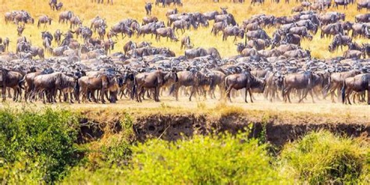 What is the best time to visit Masai Mara?