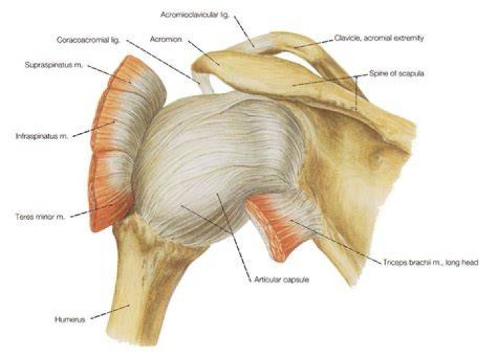 What is the capsular pattern of restriction in the glenohumeral joint?