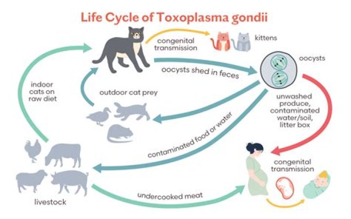 What is the common name for Toxoplasma gondii?