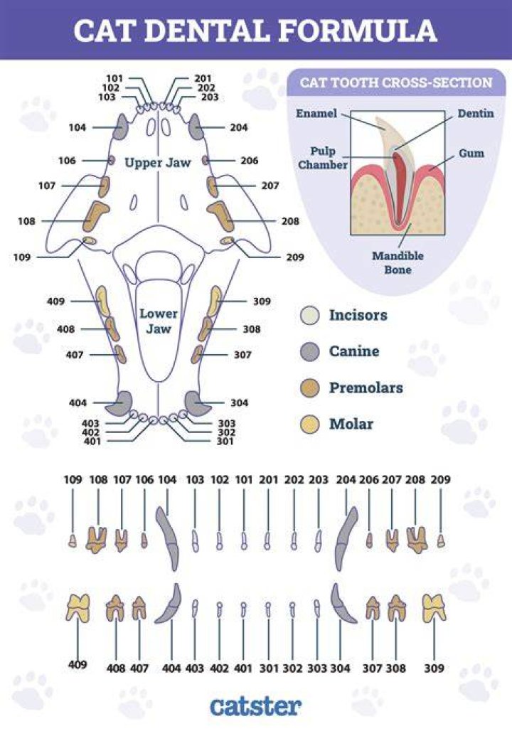 What is the dental formula for animals?