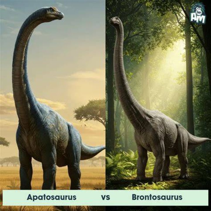 What is the difference between a diplodocus and Brachiosaurus?
