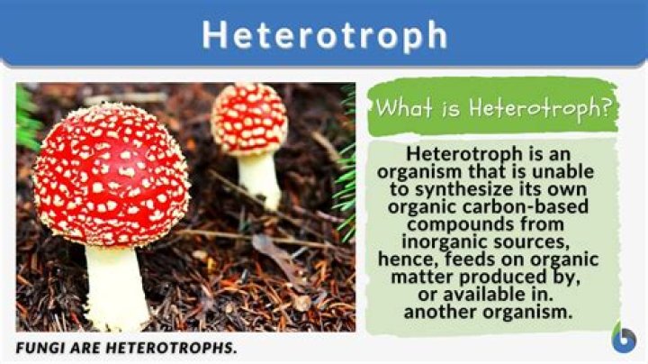 What is the difference between a heterotrophic and autotrophic protist?