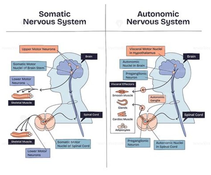 What is the difference between autonomic and somatic?
