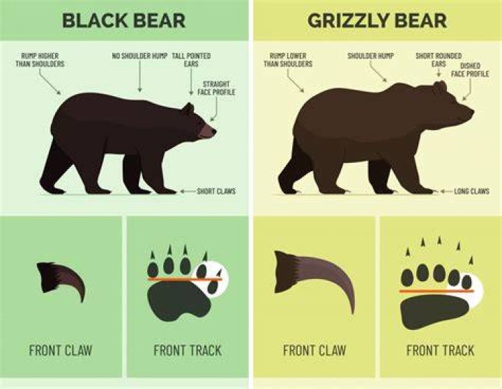 What is the difference between grizzly bears and black bears?