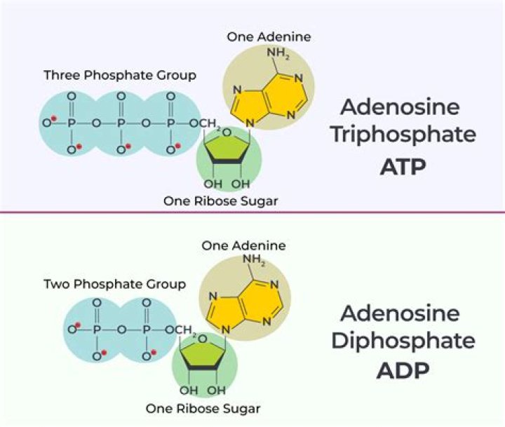 What is the difference between lexiscan and adenosine?
