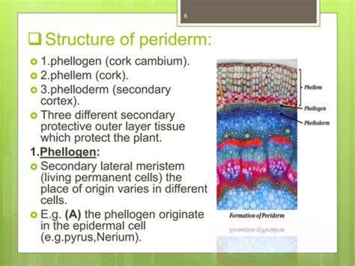 What is the difference between phellogen and phelloderm?