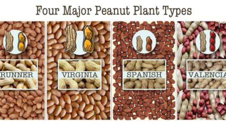 What is the difference between Valencia peanuts and regular peanuts?