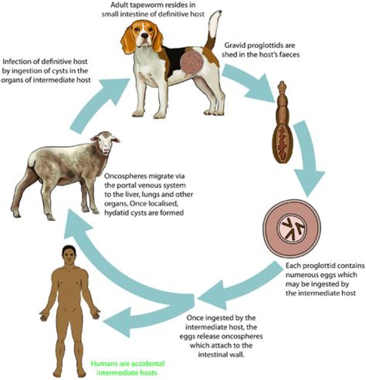 What is the duration of the life of the adult forms in echinococcosis?