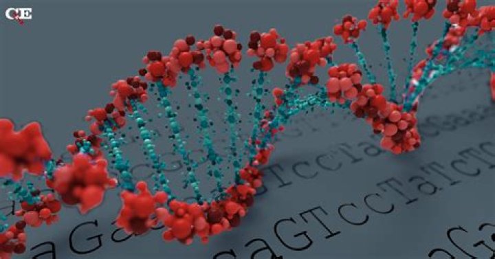 What is the error rate of DNA?