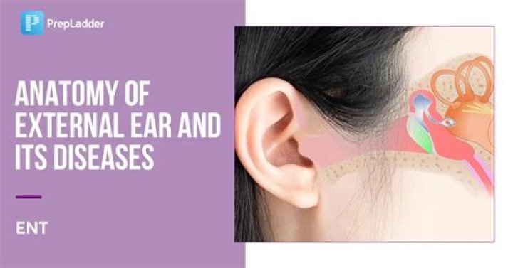 What is the function of external ear?