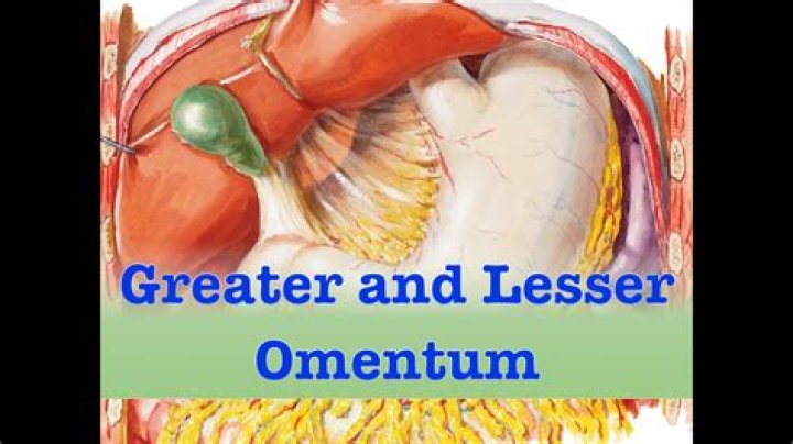 What is the function of lesser omentum?