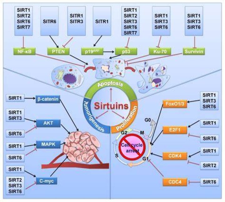 What is the function of sirtuin 1?