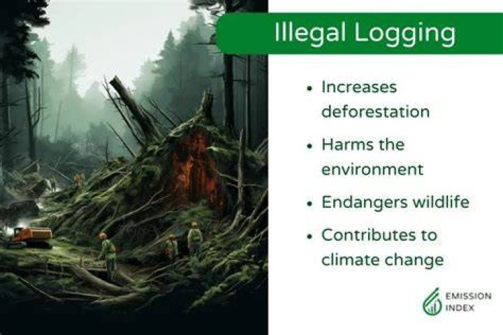 What is the impact of logging?