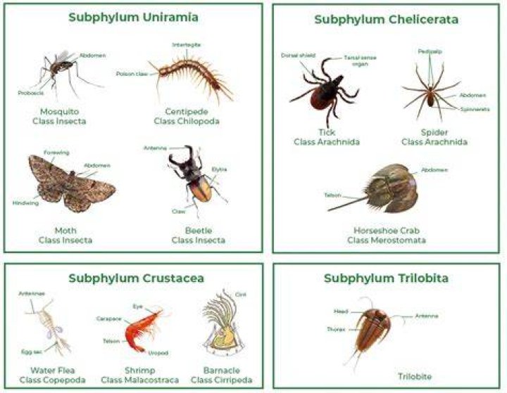 What is the importance of phylum Arthropoda?