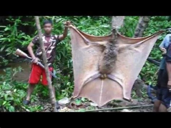 What is the largest bat ever found?