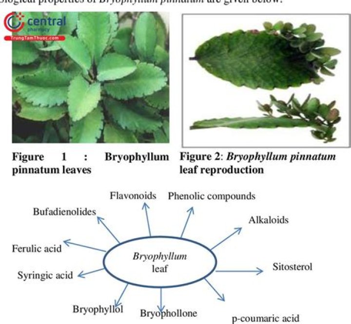 What is the medicinal use of Bryophyllum Pinnatum?