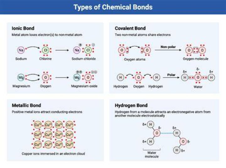 What is the most common chemical bond in the human body?