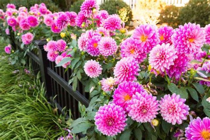 What is the most popular garden flower?