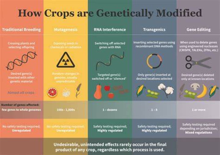 What is the process of genetically modified foods?