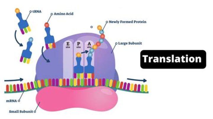 What is the process of translation?