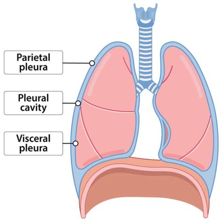 What is the purpose of the two layers of pleura?