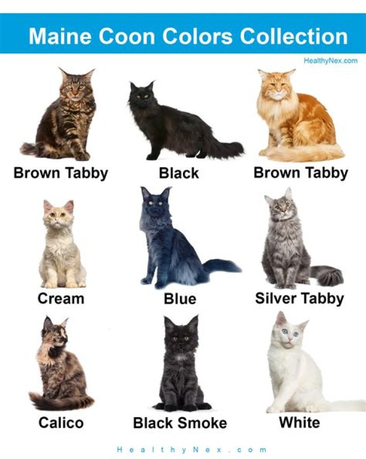 What is the rarest color of Maine Coon?