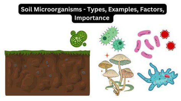 What is the role of microorganisms in deterioration of paper?