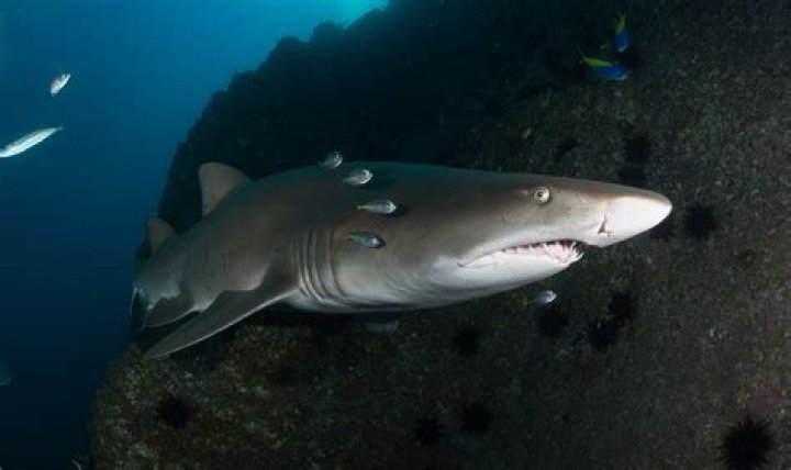 What is the scientific name for the grey nurse shark?