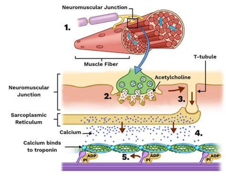What is the structure of a neuromuscular junction?