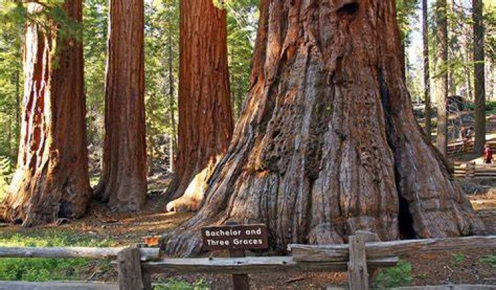 What is the tallest tree in Mariposa Grove?
