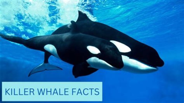What is the whale in Futurama?