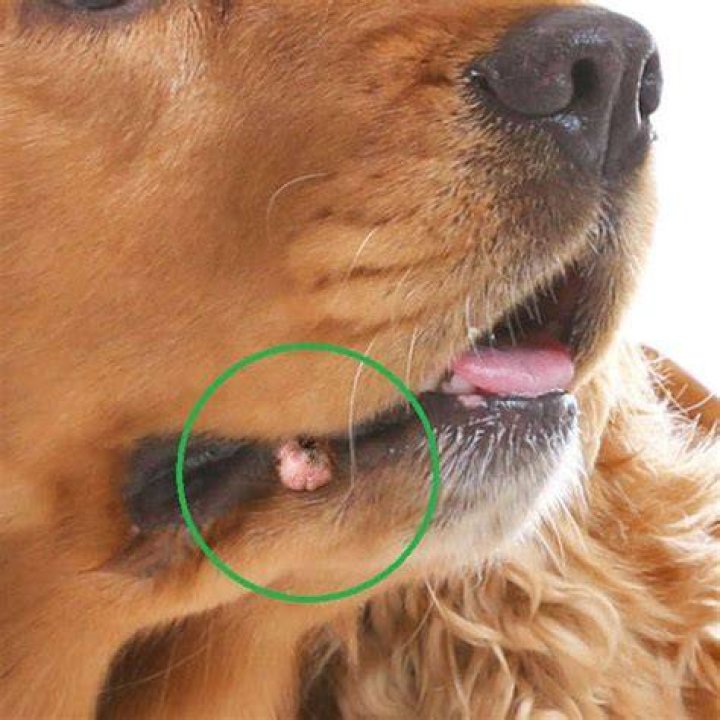 What is this bump on my dogs lip?