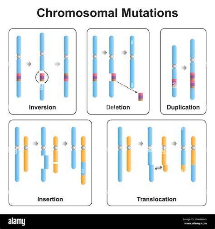 What is translocation in chromosomal mutation?
