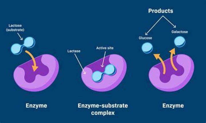 What is TYK2 enzyme?