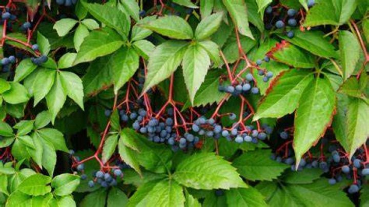 What is Virginia number one crop?